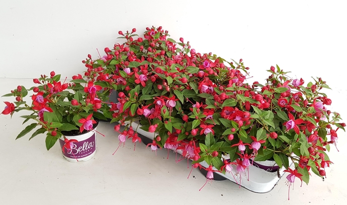 <h4>FUCHSIA B F LYDIA</h4>