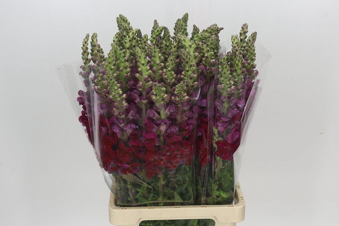 <h4>Antirrhinum Potomac Red</h4>