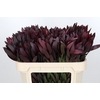 Leucadendron Saf Sunset Dark R.