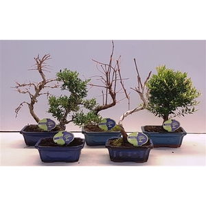 Bonsai mix outdoor, 20cm., shape, without drip tray - Partly without leaves during winter