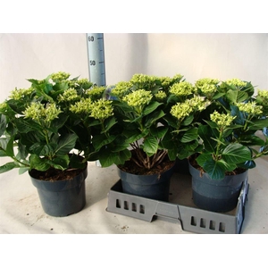 Hydrangea mac.   ...