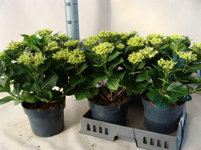 <h4>Hydrangea mac.   ...</h4>