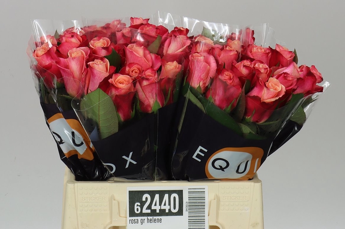 <h4>Rosa Gr Helene</h4>