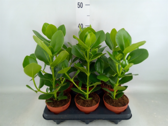 <h4>Clusia rosea 'Princess'</h4>