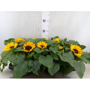 Helianthus an. 'Petisol'