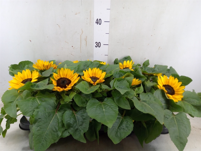 <h4>Helianthus an. 'Petisol'</h4>