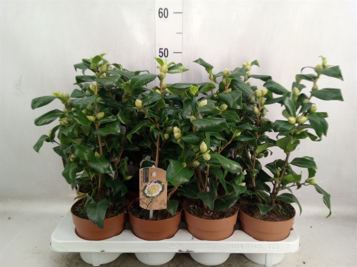 <h4>Camellia japonica 'Brushfield Yell'</h4>