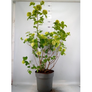 Viburnum opulus 'Roseum'
