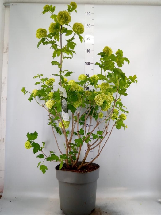 <h4>Viburnum opulus 'Roseum'</h4>