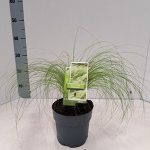 Stipa tenuissima ColorGrass Pony Ta