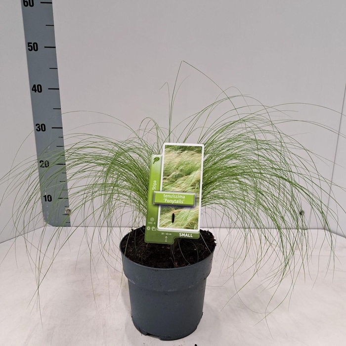 <h4>Stipa tenuissima ColorGrass Pony Ta</h4>