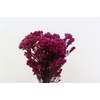 Dried Ozothamnus Fuchsia Bunch Slv