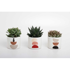 succulenten mix in Maan keramiek