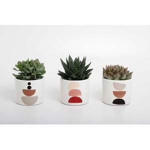 succulenten mix in Maan keramiek