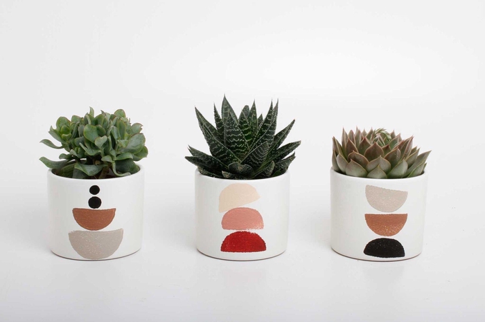 <h4>succulenten mix in Maan keramiek</h4>