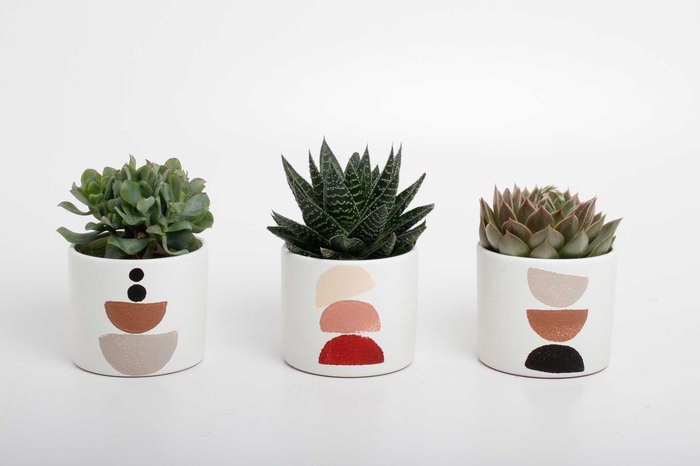 <h4>succulenten mix in Maan keramiek</h4>