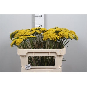 Achil F Parker Variety