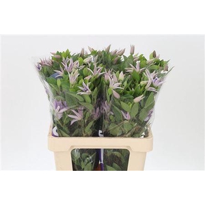 Clematis Amazing Miami Lilac