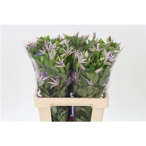 Clematis Amazing Miami