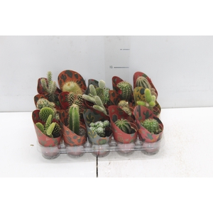 CACTUS MINI P06