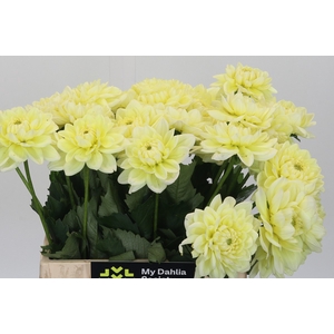 Dahlia Hilda Special