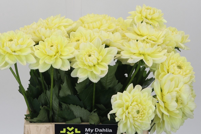 <h4>Dahlia Hilda Special</h4>