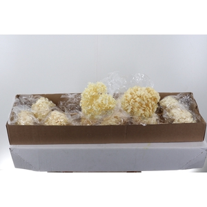 Hydr Preserved Almendra Premium