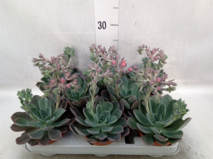 <h4>Echeveria  'Blue Prince'</h4>