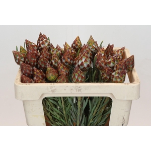 Kaaps Groen Plumosum Rubrum