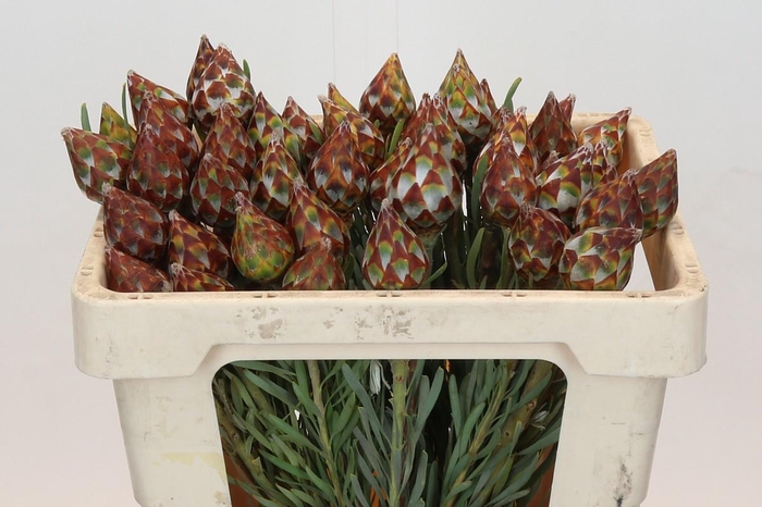 Kaaps Groen Plumosum Rubrum