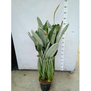 Strelitzia reg.