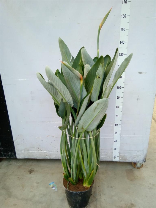 <h4>Strelitzia reg.</h4>