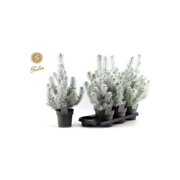 <h4>Pinus Silver Crest Snow</h4>