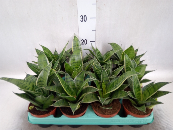 Sansevieria trifa. 'Hahnii'