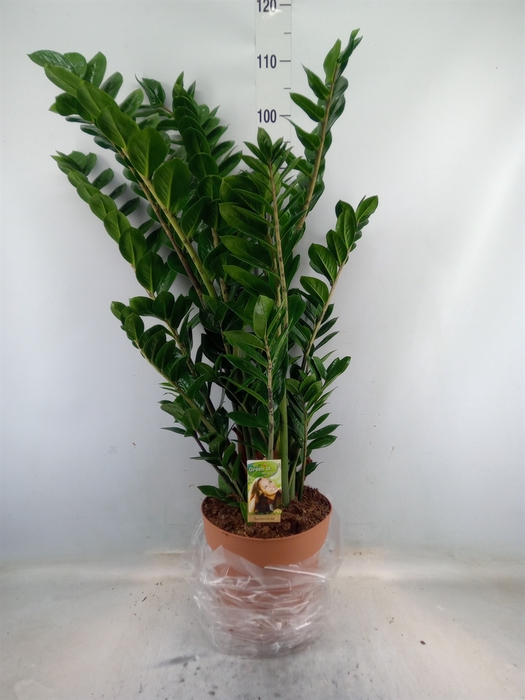 <h4>Zamioculcas zamiifolia</h4>