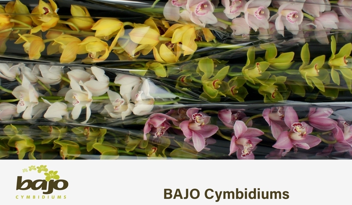 <h4>CYMB T GEM</h4>