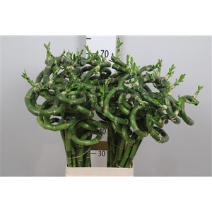Drac Lucky Bamboo 70cm Curly