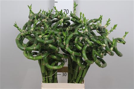 <h4>Drac Lucky Bamboo 70cm Curly</h4>