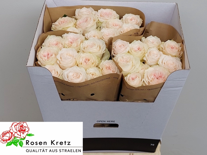 <h4>R GR SUNDERLAND!</h4>