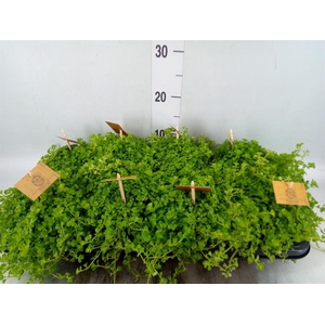 Pilea depressa