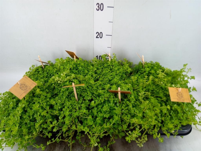 <h4>Pilea depressa</h4>