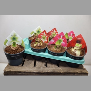 Hippeas Mix 2 Steel Decorum