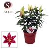 Lilium Or Magny Cours 19cm