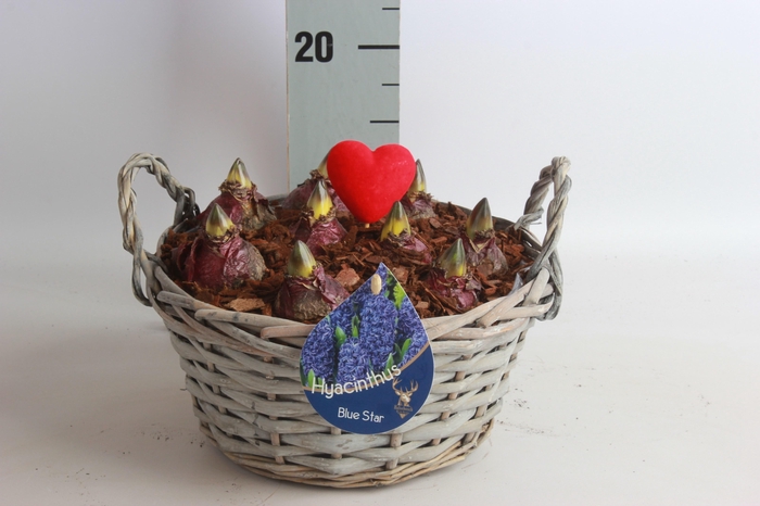 <h4>ARR HYACINTH</h4>