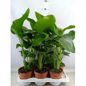 Strelitzia nicolai