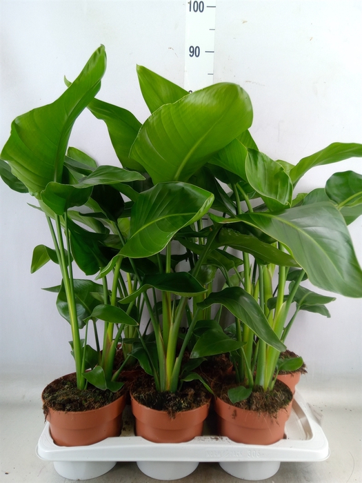<h4>Strelitzia nicolai</h4>