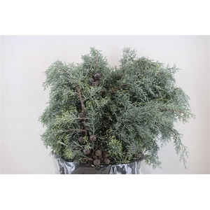 Cypresse Nuts Blue P Bunch