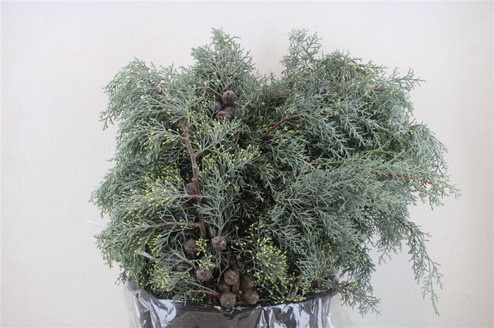 <h4>Cypresse Nuts Blue P Bunch</h4>