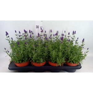 Lavandula angus. 'Hidcote'