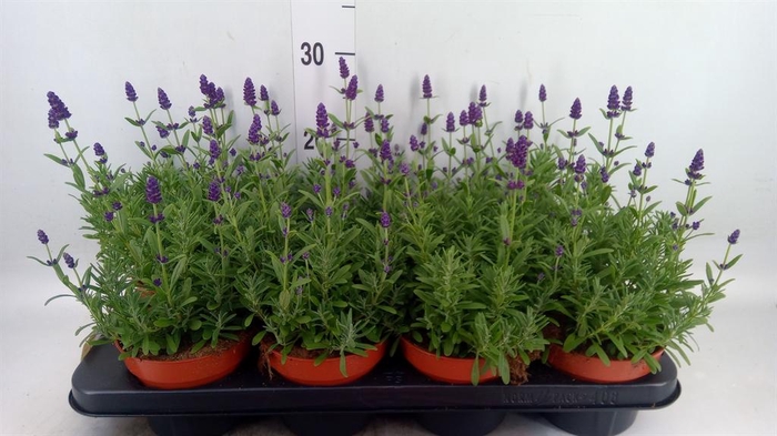 <h4>Lavandula angus. 'Hidcote'</h4>